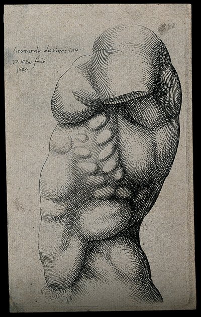 A Male Torso without an Arm by Leonardo da Vinci